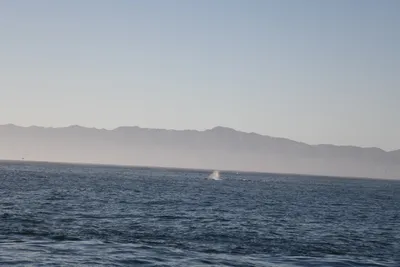 DSC_6636 (Large).JPG